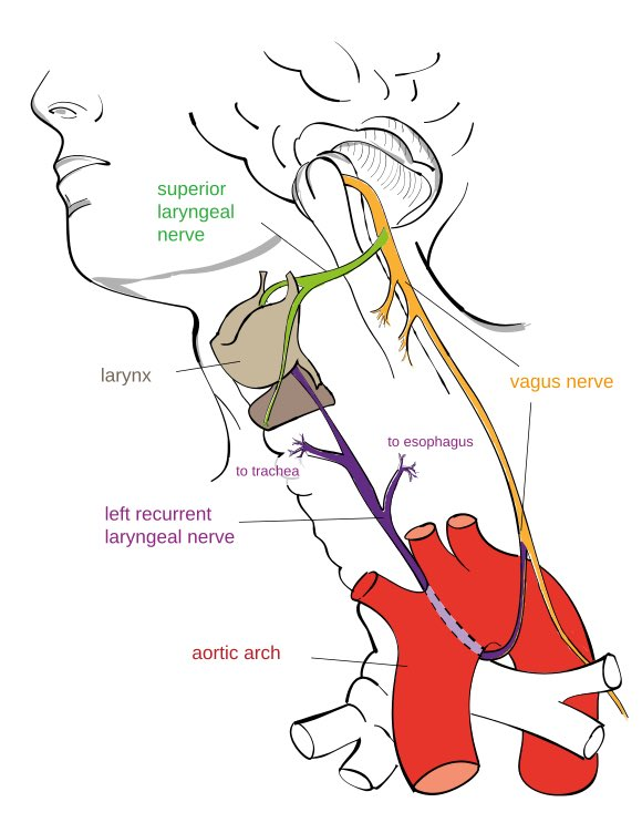 喉返神经（recurrent laryngeal nerve，RLN）的解剖图